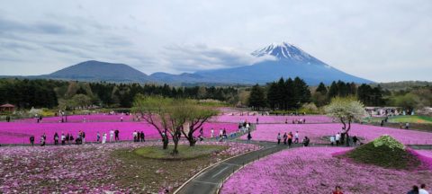 富士芝桜🌸